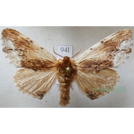 Ptilodon cucullina (Denis & Schiffermüller, 1775) Wiechcica czubatka Czech94l